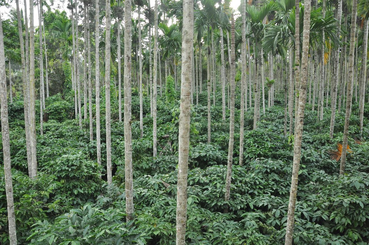 The Casiita Coorg Kushālnagar Exterior foto